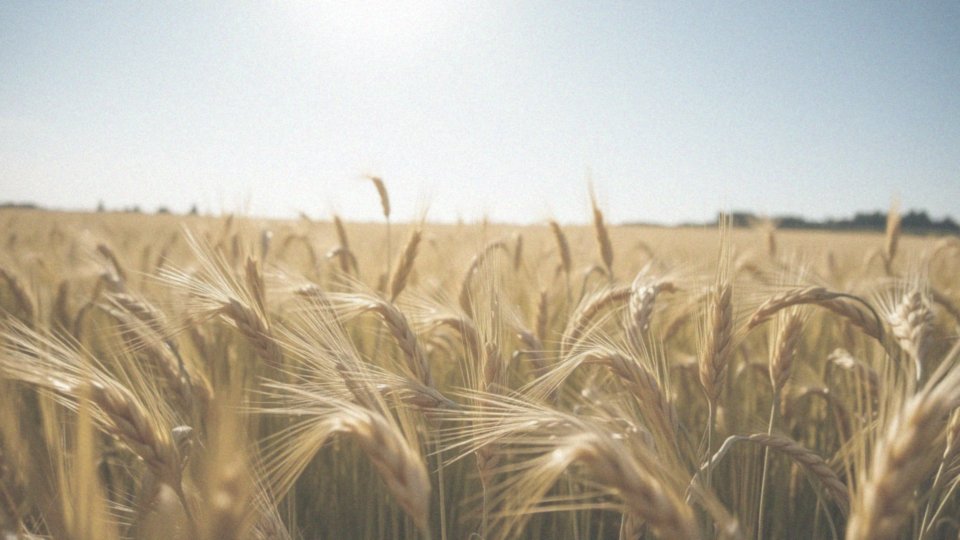 Jak światło słoneczne wpływa na produkcję witaminy D?
